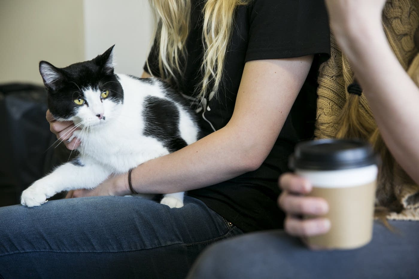 Minnesota's first cat cafe is finally here MPR News