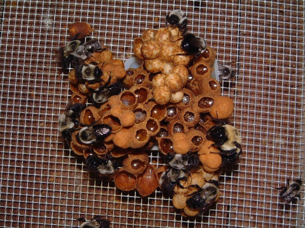 A bumblebee colony