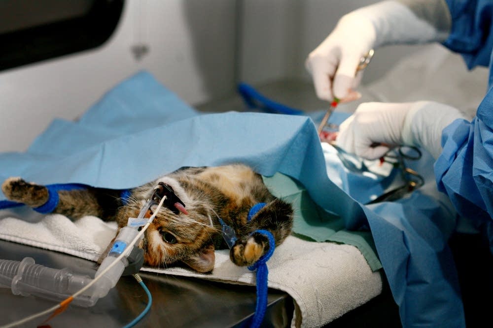 Veterinarian Sue Spence spays a cat