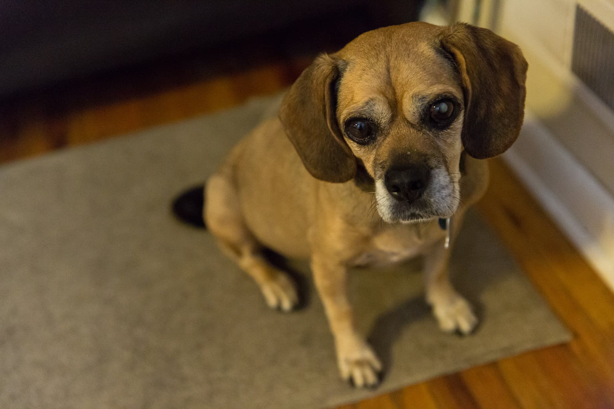 Holly, a puggle who's no long considered a hospice dog.