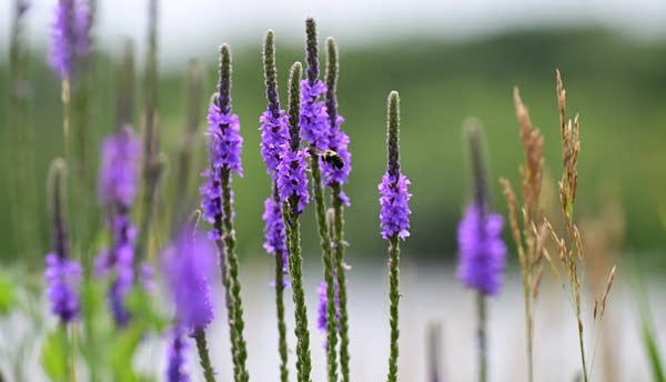 Blue vervain flowers