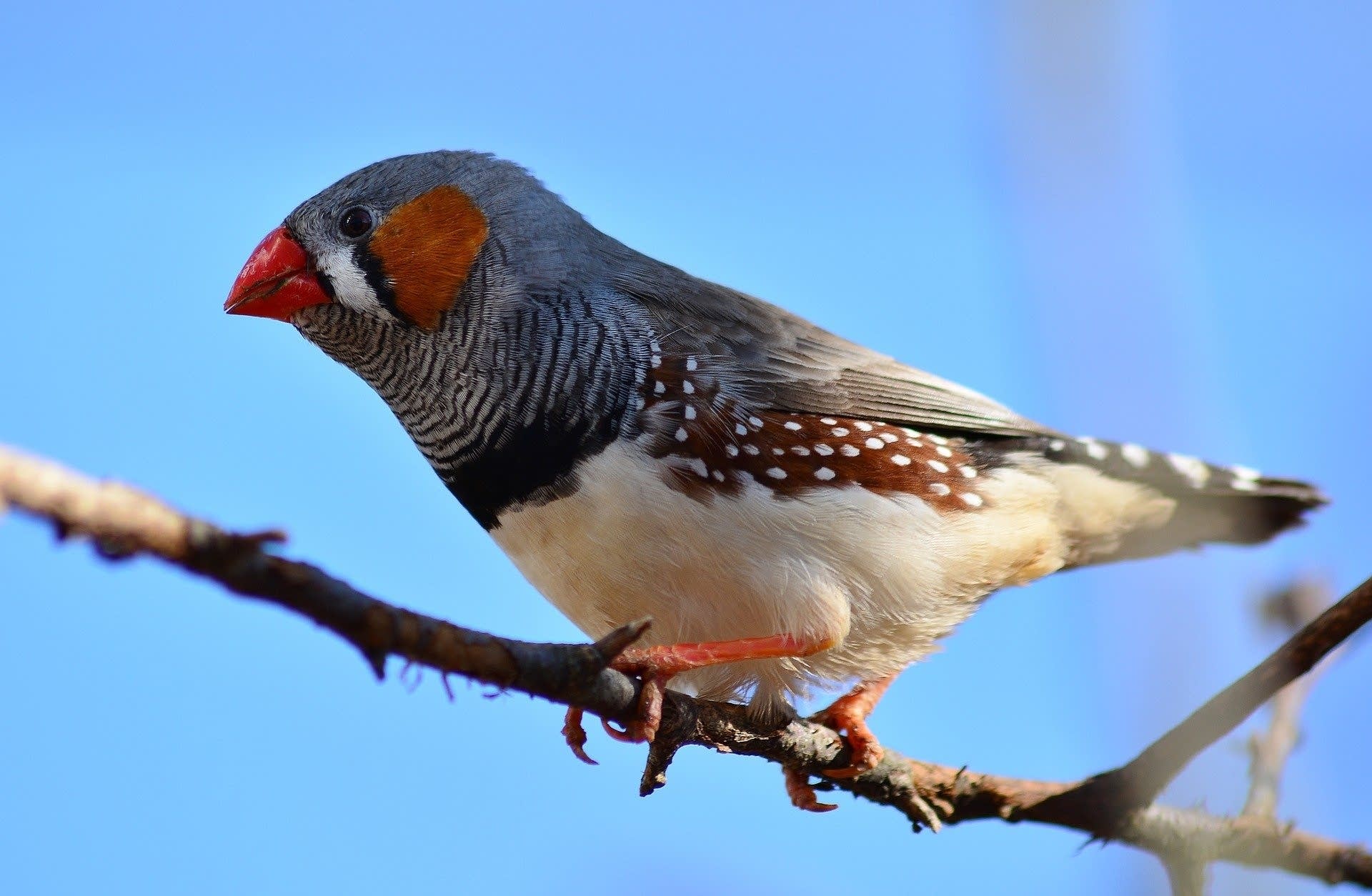 Zebra finch