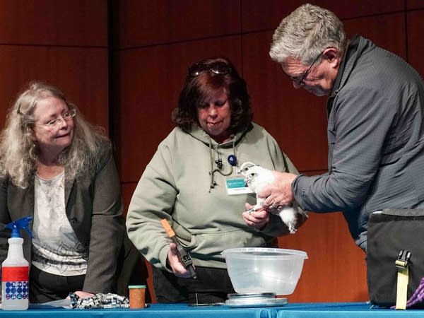 Jackie Fallon (middle), a naturalist and biologist with Mayo Clinic's peregrine falcon program, attaches metal bracelets to the falcon's legs, so the program can track the bird once it leaves the nest, at Mayo Clinic's banding event May 22.