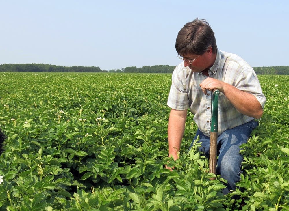 Watching for potato disease