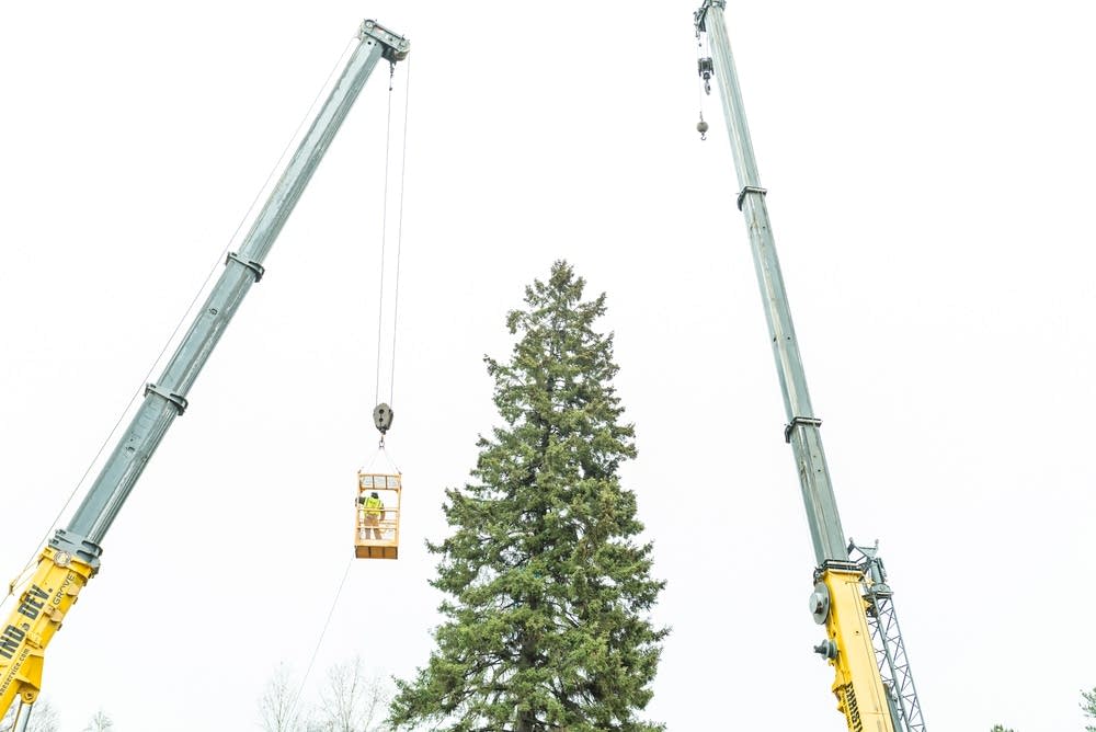 A second line is secured the tree
