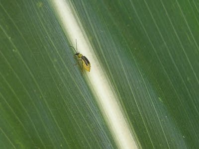 Corn rootworm beetle