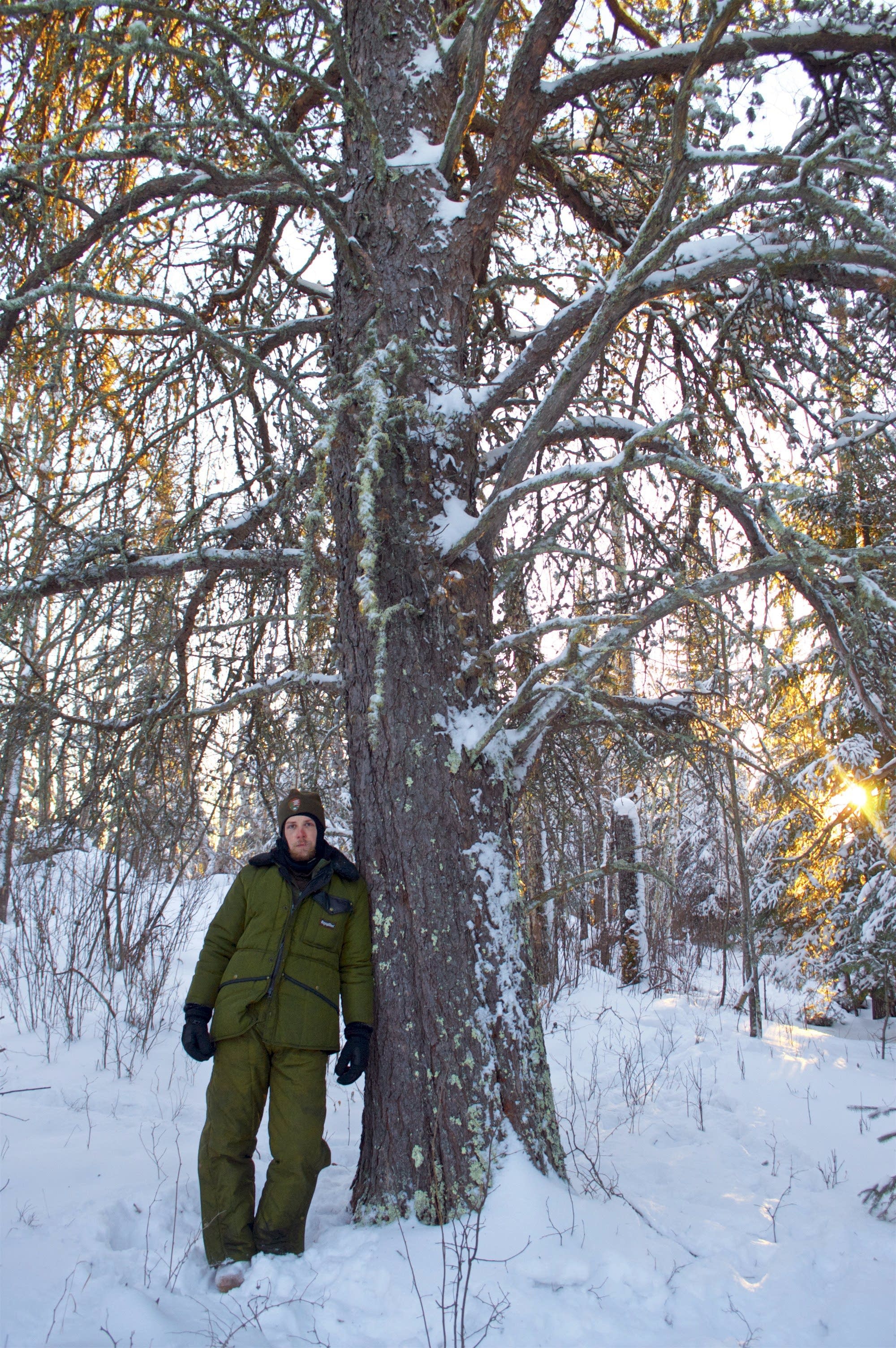 Austin Homkes stands next to the mammoth jack pine.