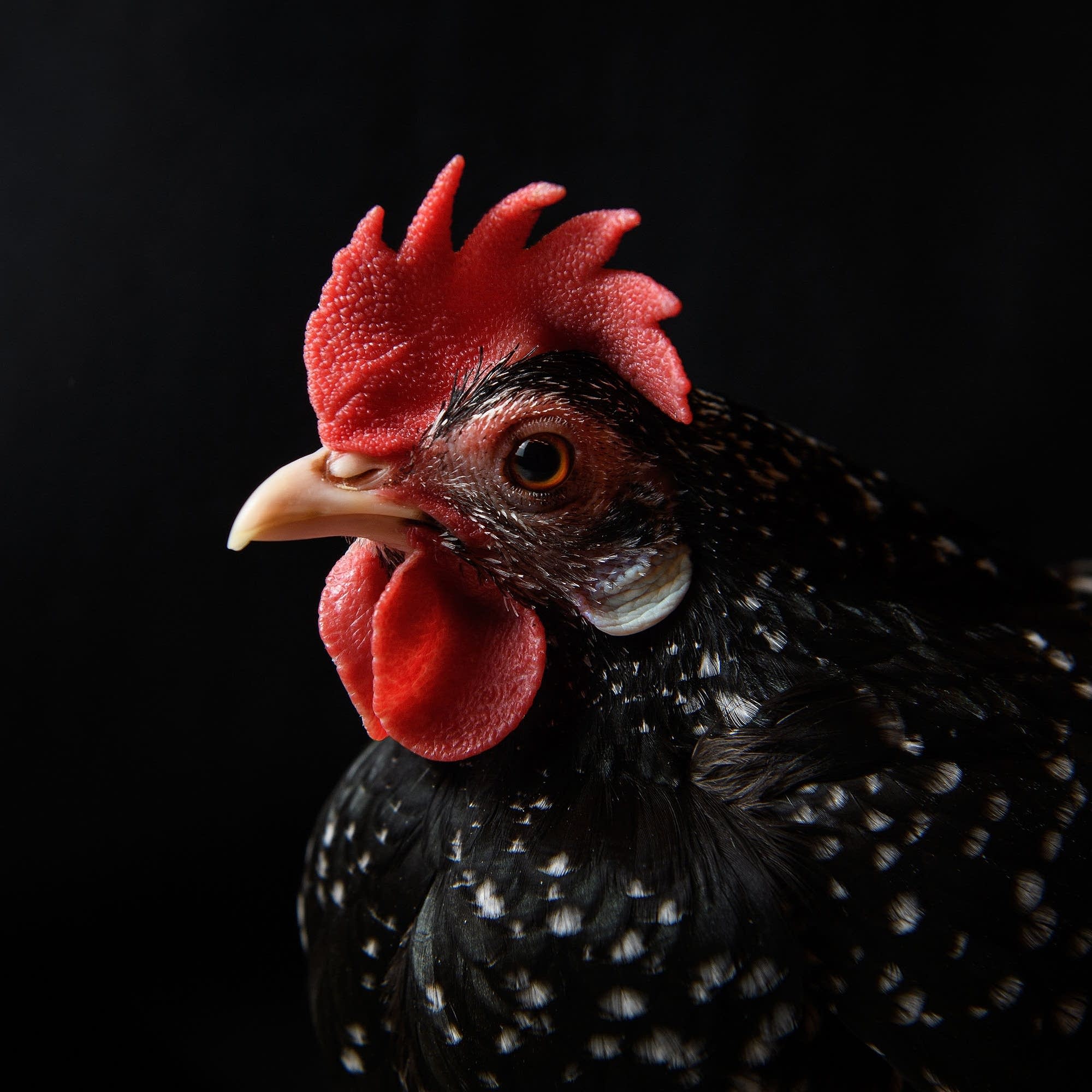 The "chicken tax" and the U.S. auto industry