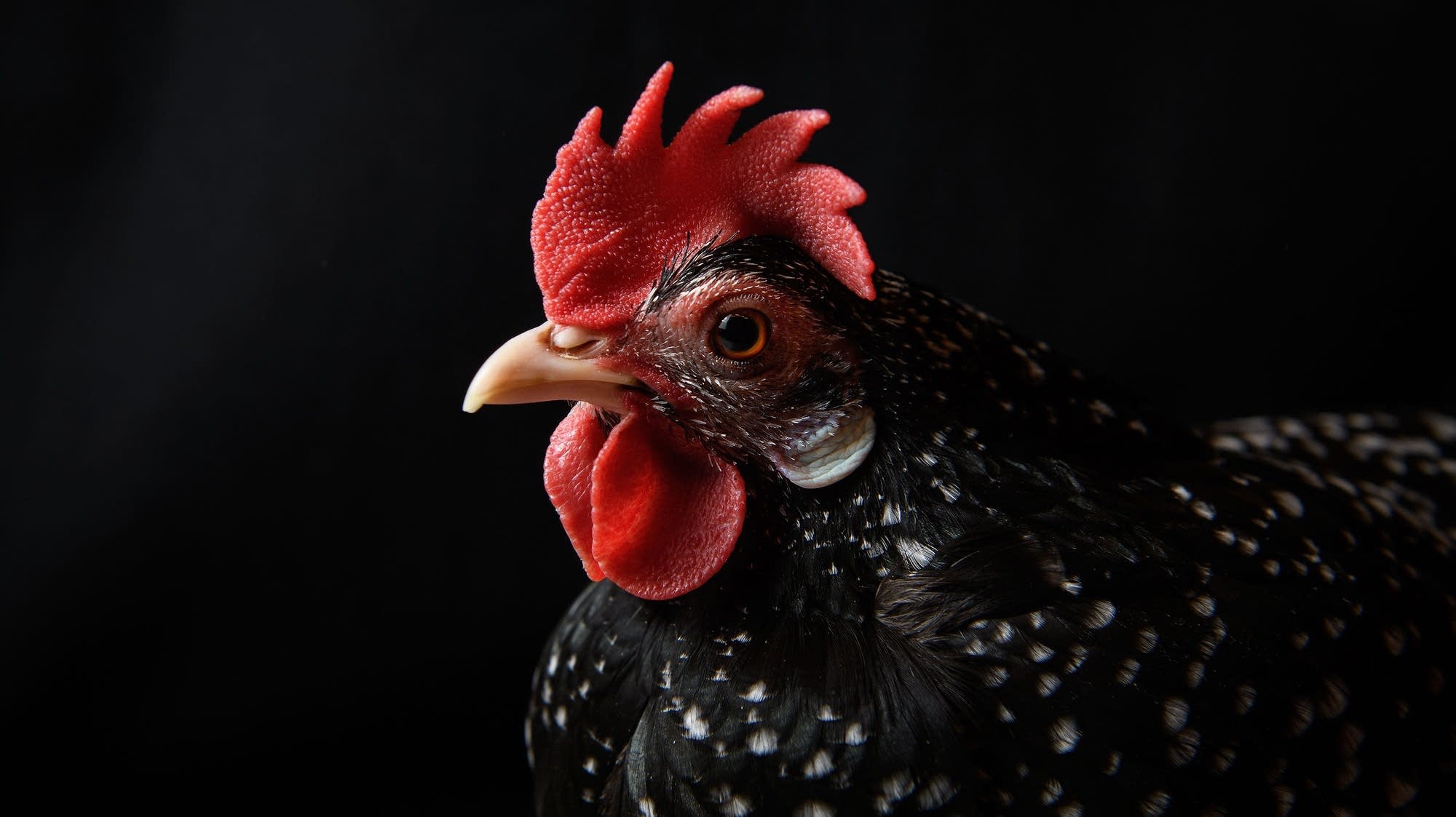 The "chicken tax" and the U.S. auto industry