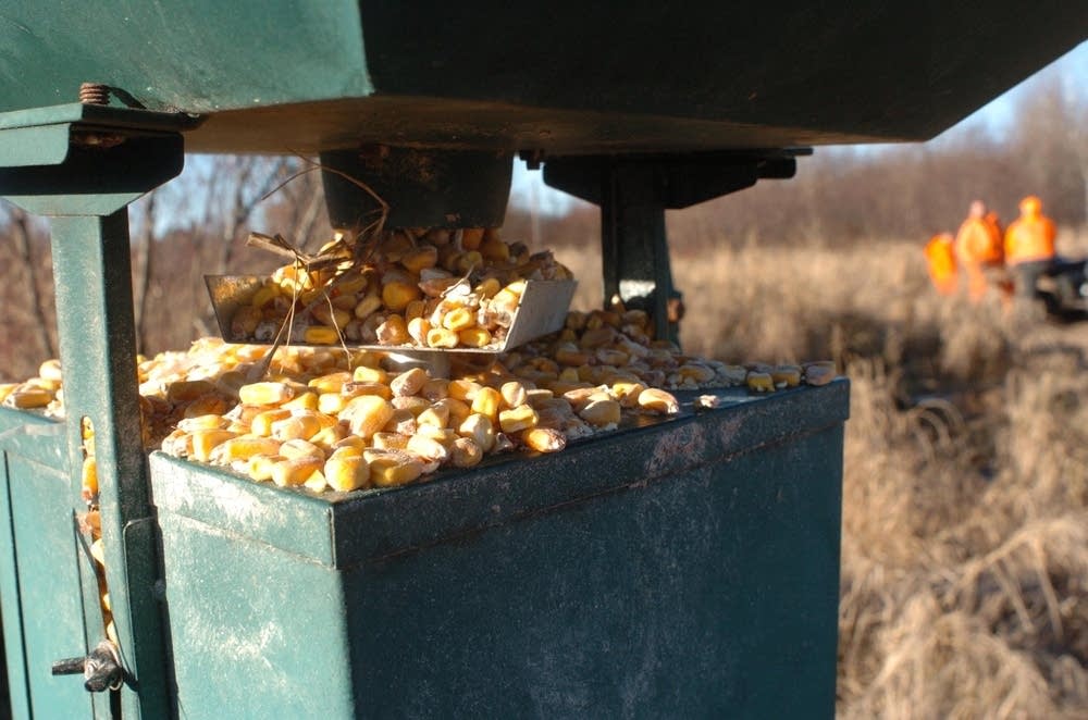 Illegal deer baiting hits new levels, DNR says Minnesota Public Radio