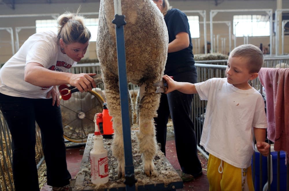 Gunner Liebl, clipping a lamb
