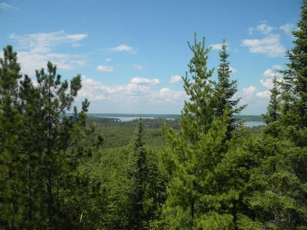 Researchers plant ‘climate-smart’ trees from the south to save forests up north