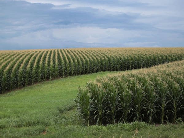 Report: Corn fertilizer is a major source of greenhouse gas emissions