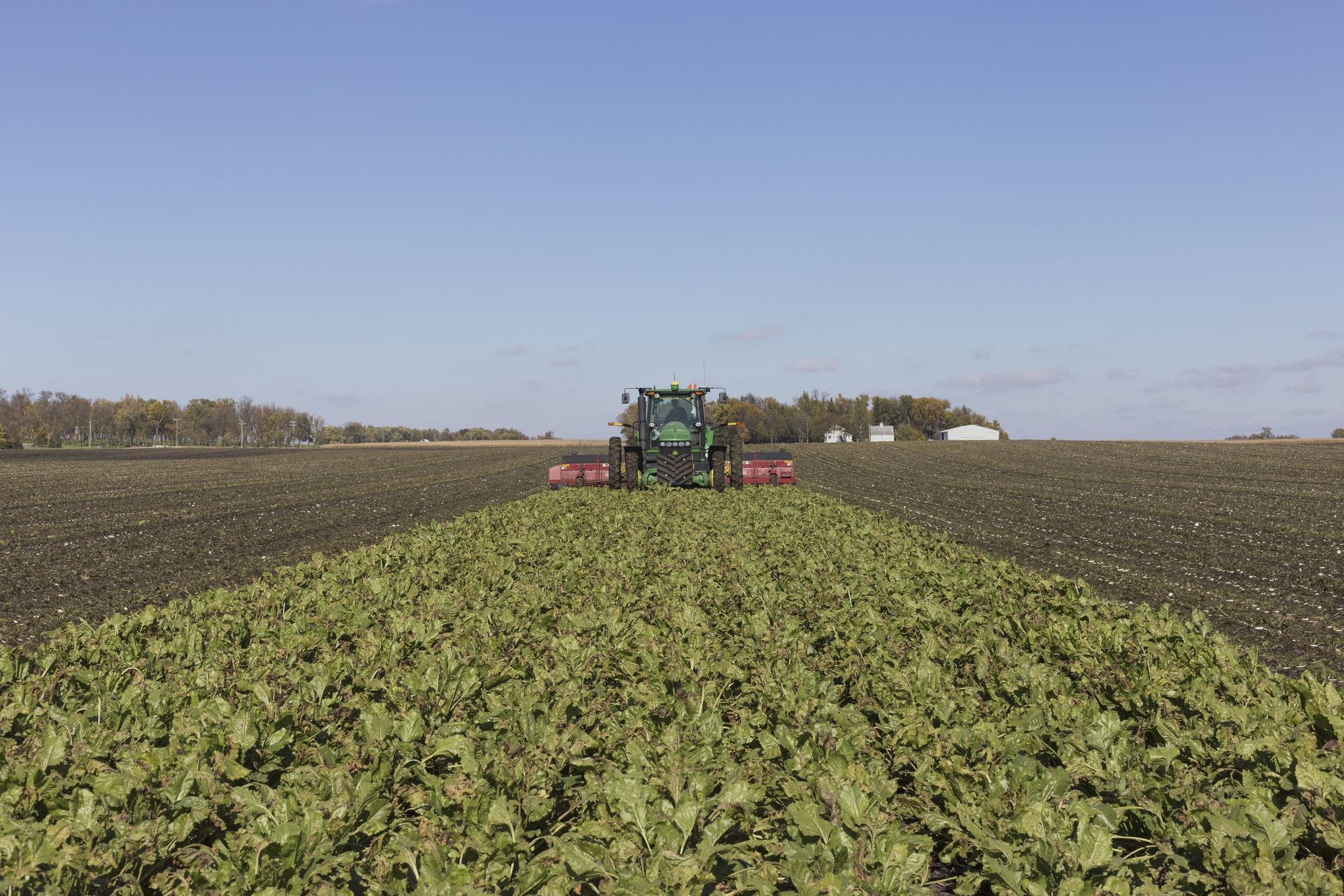 Brian Ryberg harvests sugar beets at his farm in Hector, Minn.