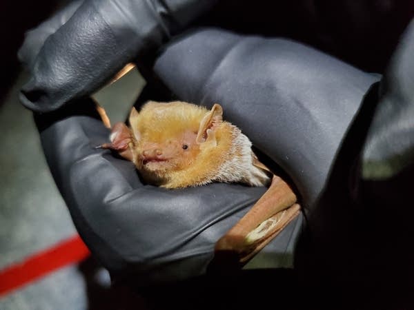 Gloved hand holds Eastern Red Bat