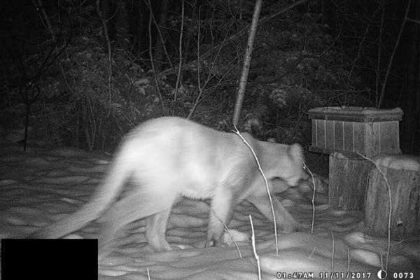 The cougars come back
