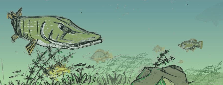 Healthy Mississippi ecosystem