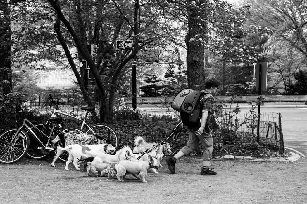 dogs and classical music