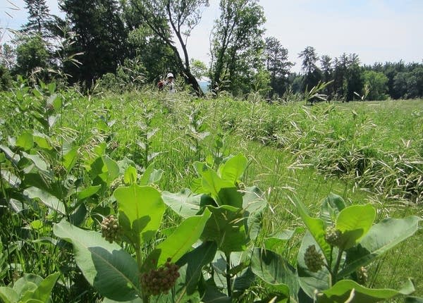 Milkweed at Afton State Park