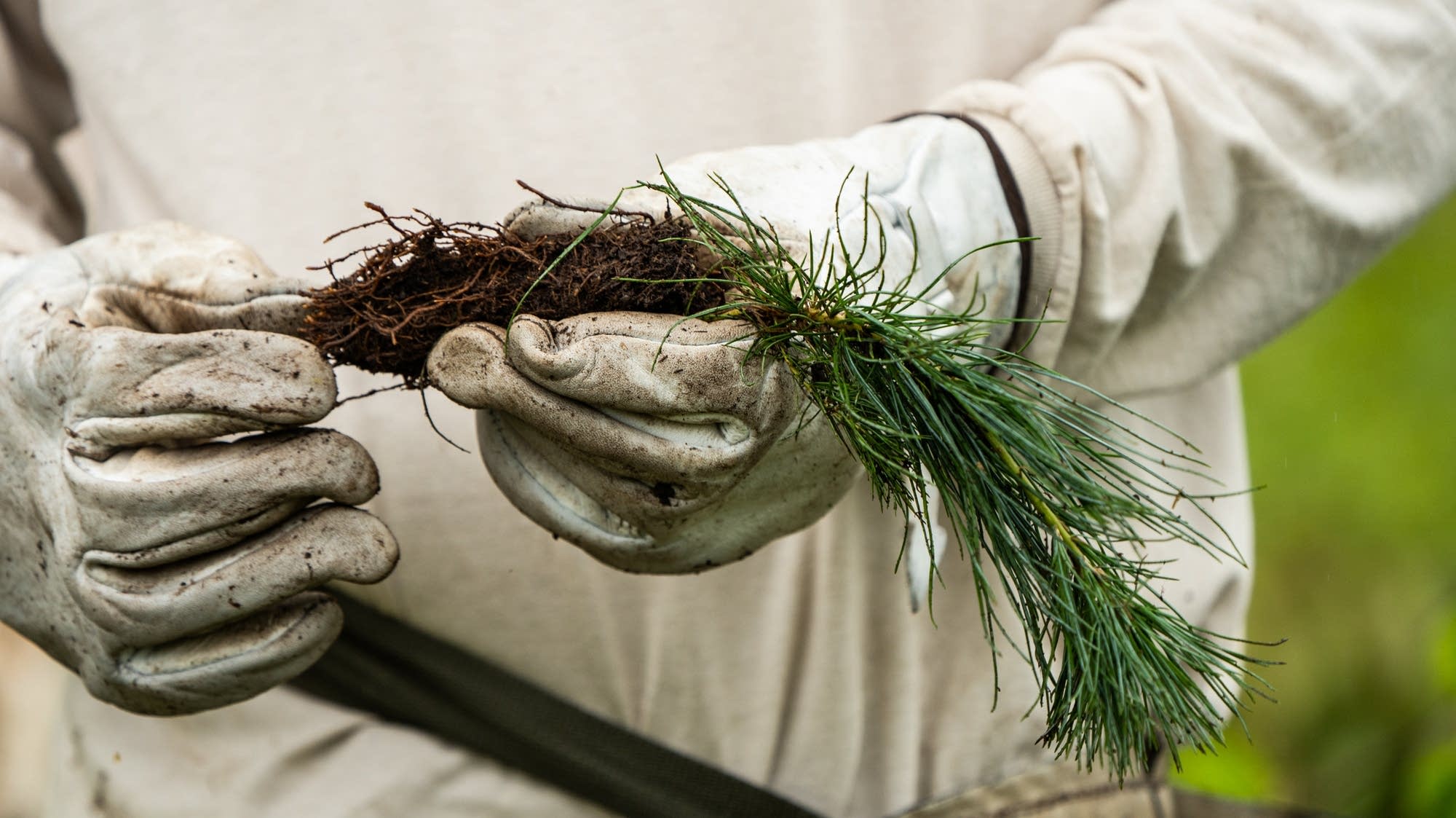 DNR searching for seed pickers to help maintain Minnesota's forests