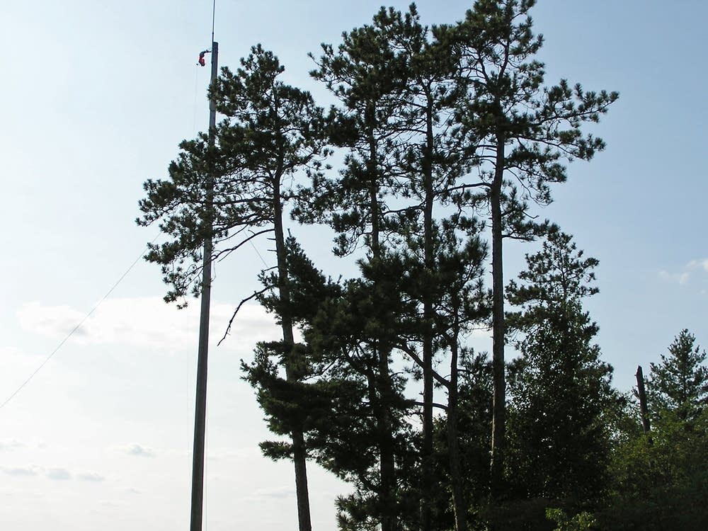 Encroaching trees