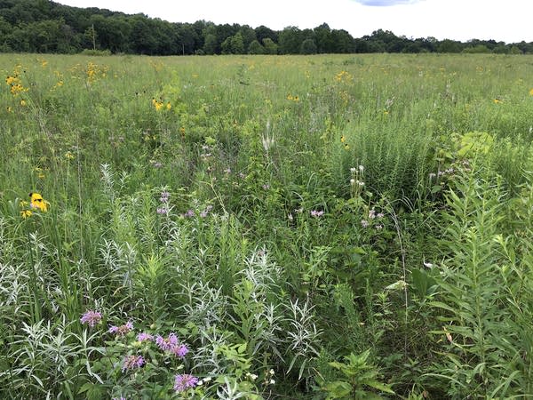 A habitat in Spring Lake Park Reserve