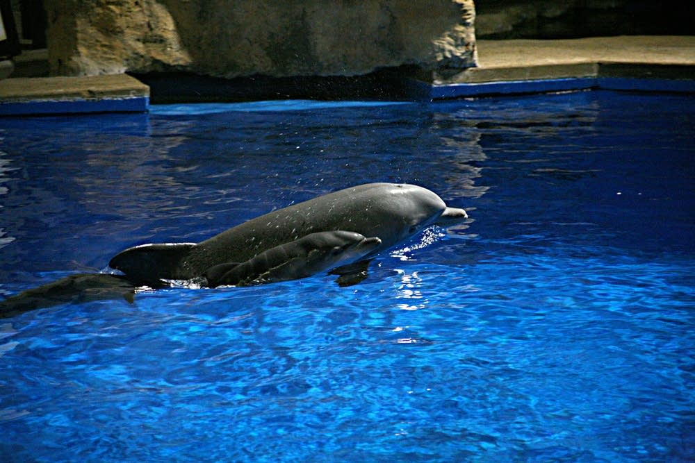 Dolphin born at Minnesota Zoo MPR News