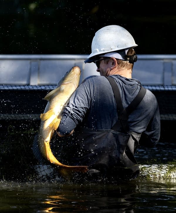 Carp Removal