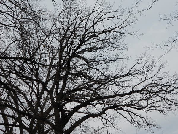 Cooler Friday; mild weekend; cold by Thanksgiving Day