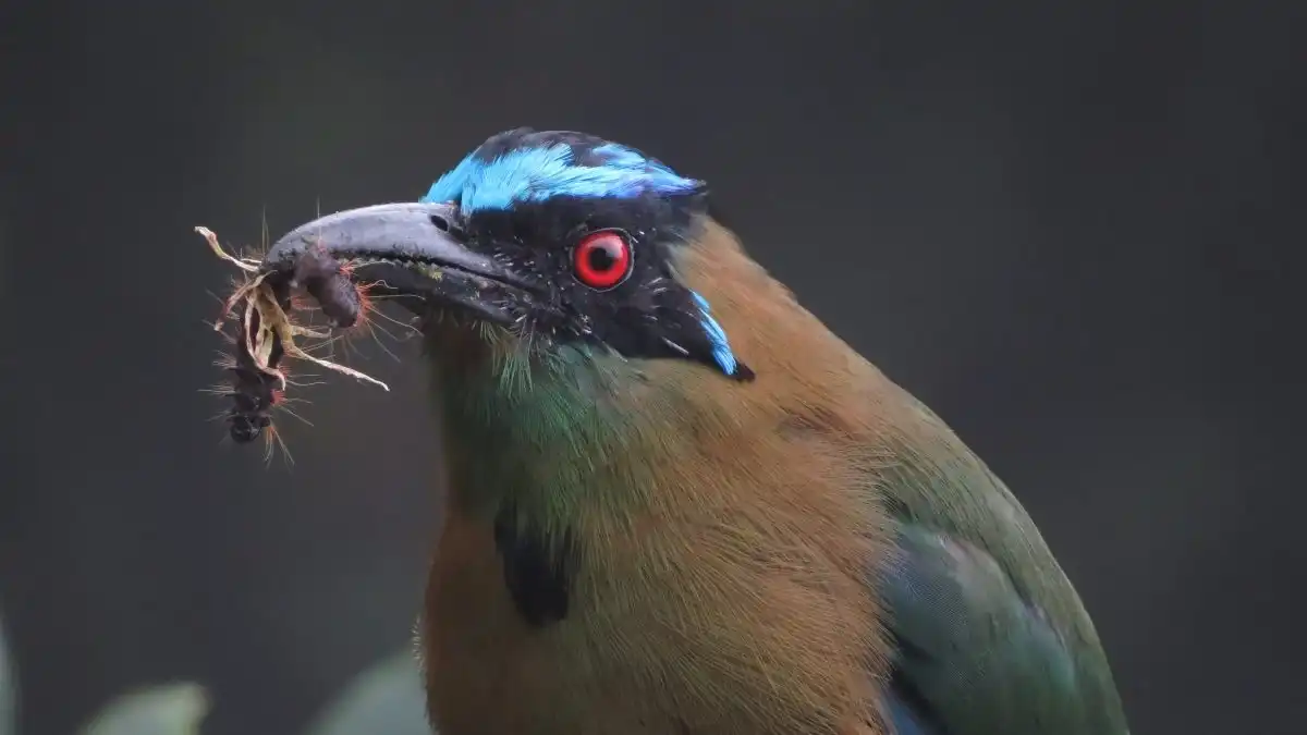 Birding in Colombia