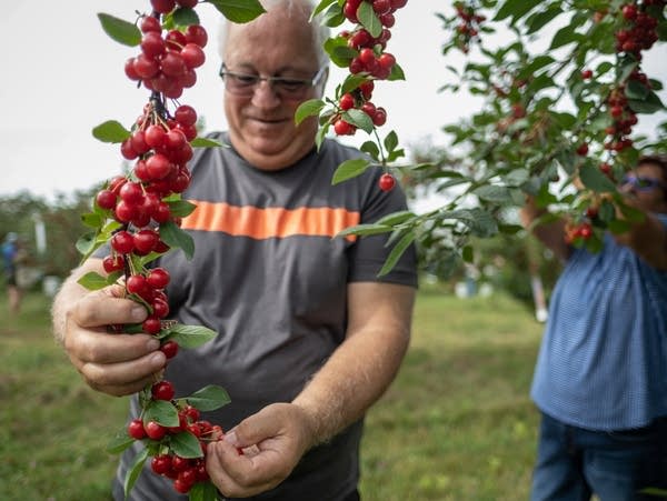 People pick cherries