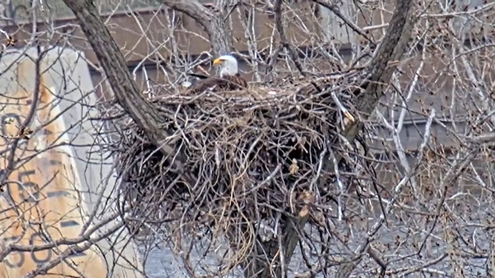 3 baby eagles confirmed on DNR EagleCam