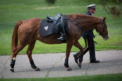 Riderless horse