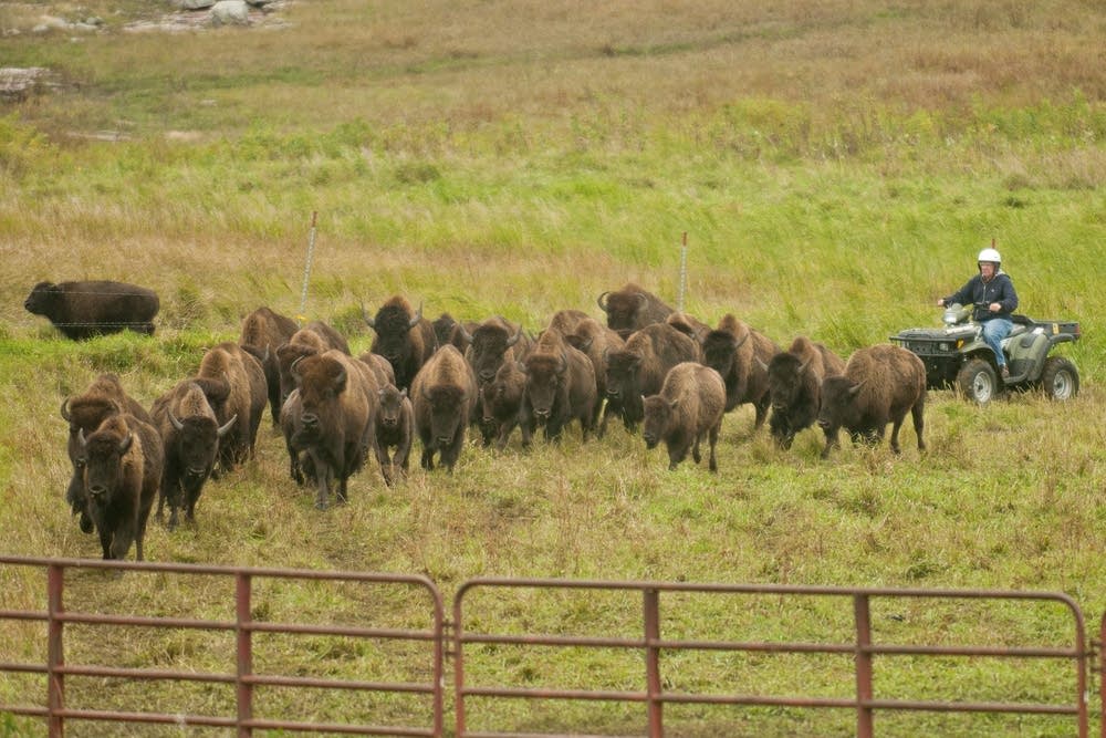 Managing a herd: Bison could help restore Minnesota prairie | Minnesota ...