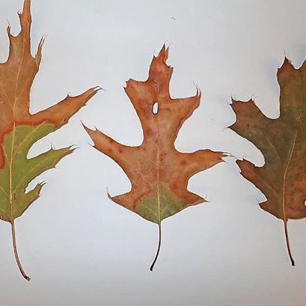 Oak Killing Disease Spreading Farther North In Minnesota Mpr News