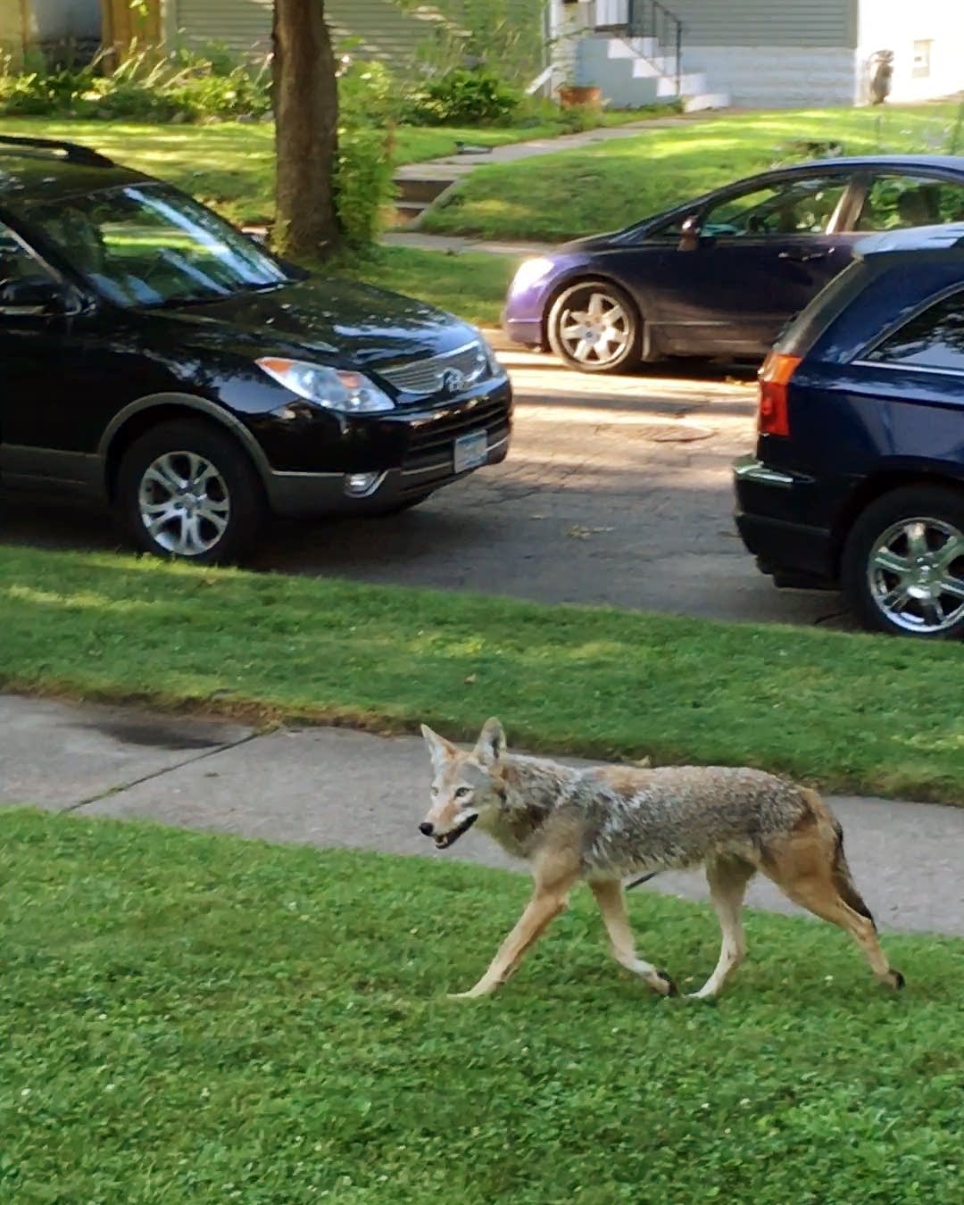 coyotes animals facts on Holy Coyote Twin Cities Sightings Suggest The Canines Are Finding Homes In Wooded Urban Areas Mpr News