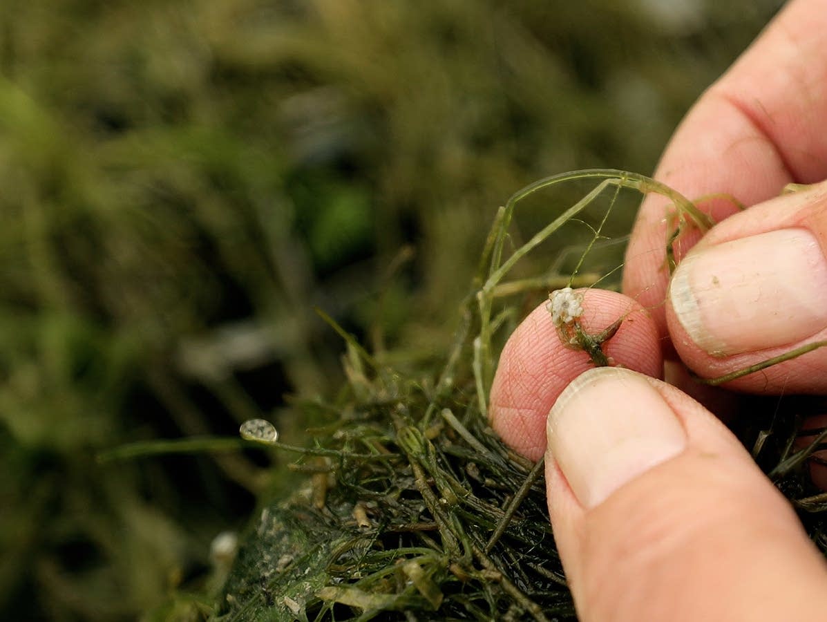 The unique aspect of starry stonewort is the star-shaped bulbs