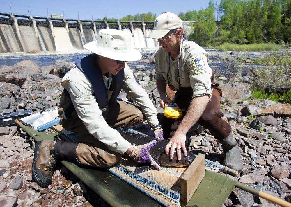 DNR hopes for surge of sturgeon on St. Louis River Minnesota Public Radio News