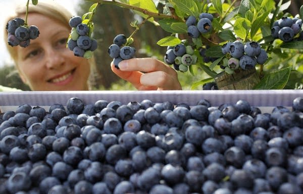 Blueberry bounty has growers feeling blue