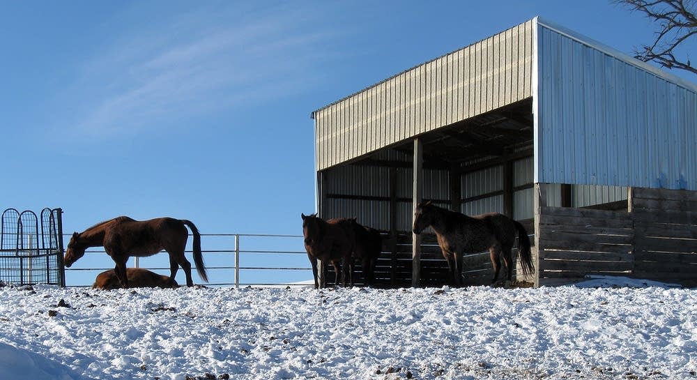 Horses on the farm