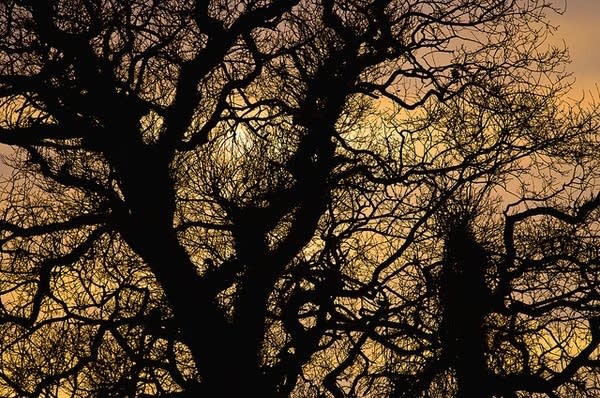Poster Tree
