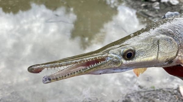 A longnose gar from the Mississippi River