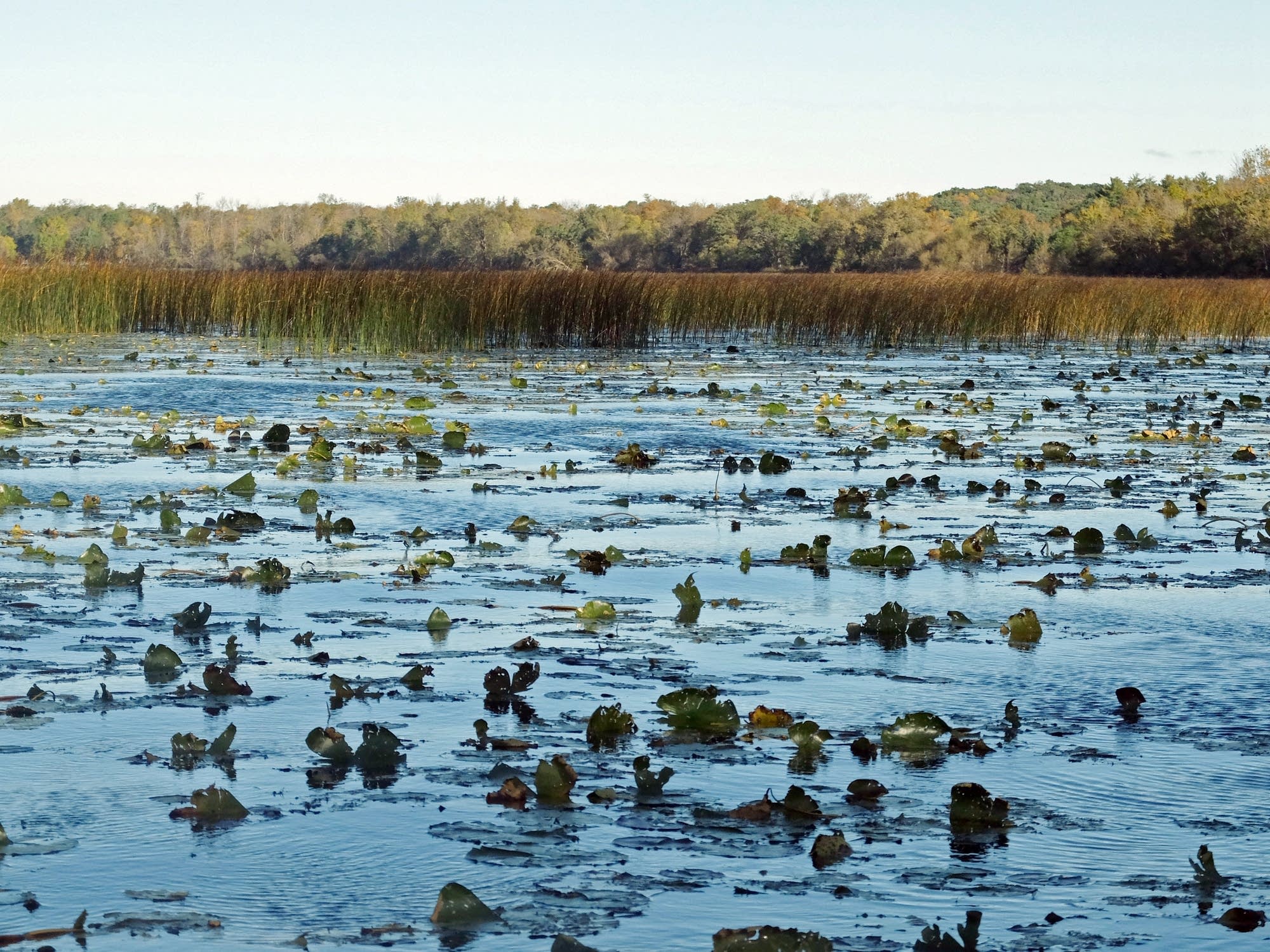 Native lilies are reclaiming an area of the lake.
