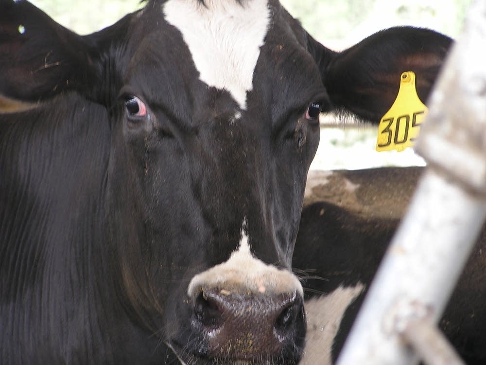 Dairy cow