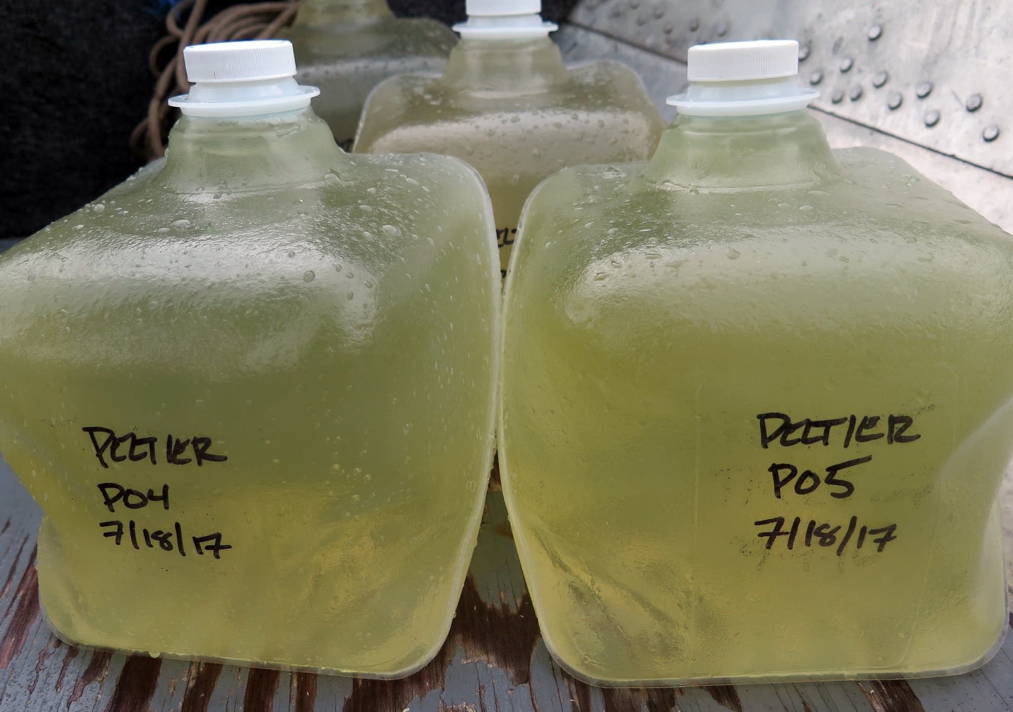 Water samples collected from Peltier Lake.