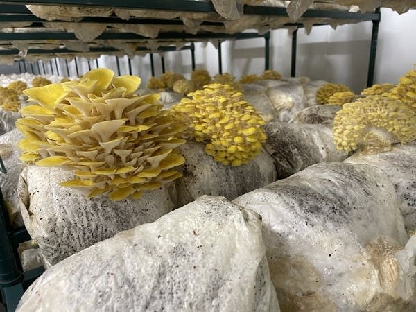 Yellow oyster mushrooms sprout out of sawdust substrate