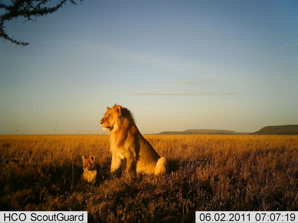 Serengeti lions