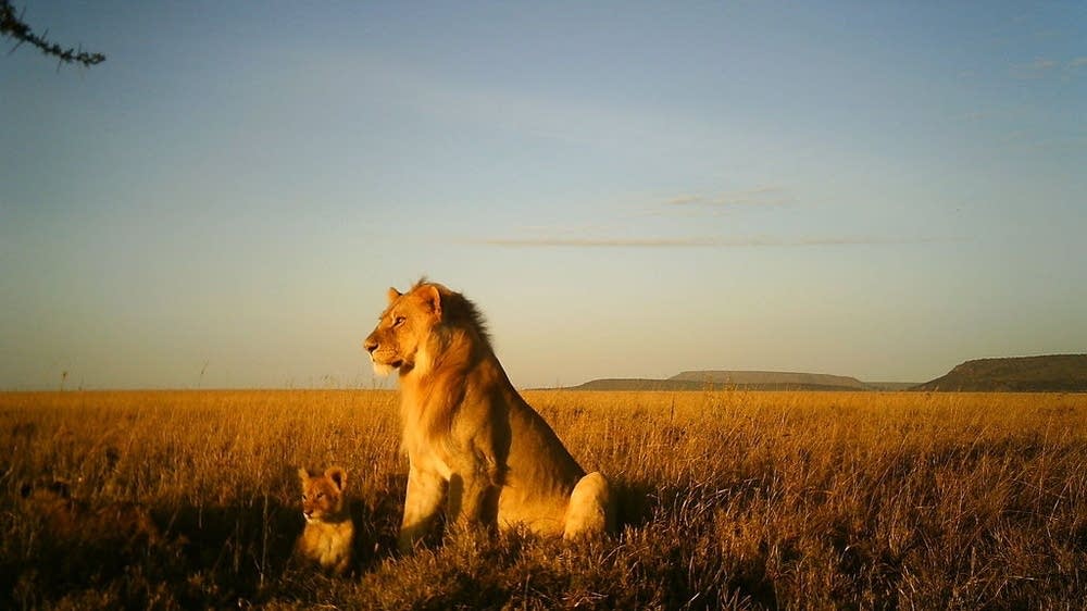Minn. researchers launch citizen science project "Snapshot Serengeti
