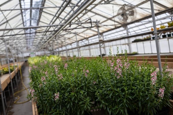 Plants grow in a greenhouse