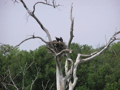 Bald eagle nest